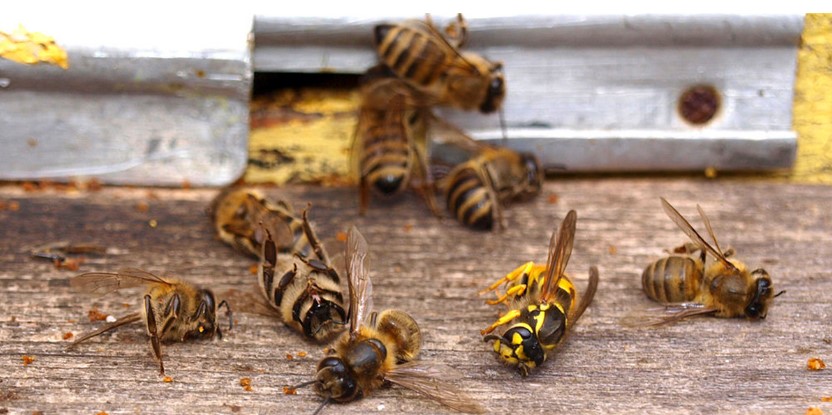abejas-muertas.jpg