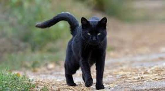 gato negro3.jpg