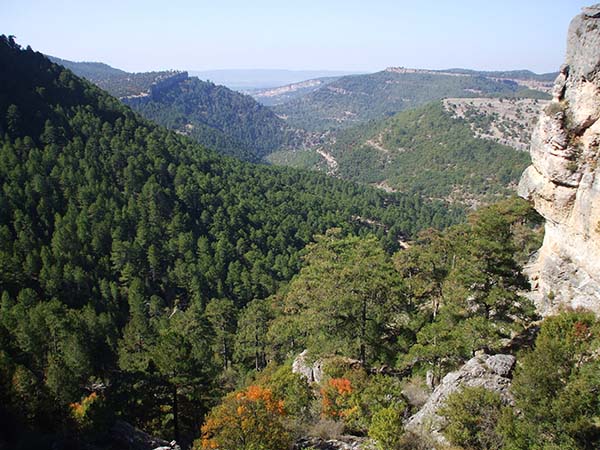 diasdebosque (1).JPG