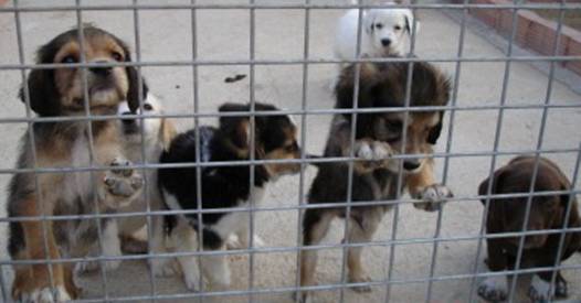 cachorricos.jpg