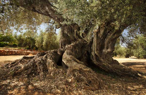 olivera-arion1.jpg