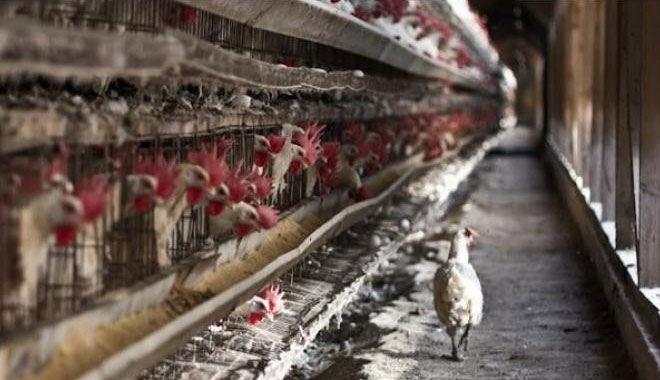 gallinas.jpg