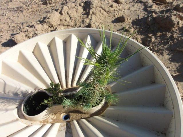 groasis-waterboxx-reforestacion-monegros.jpg