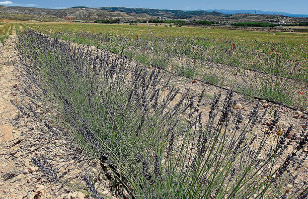_campodeplantasaromaticaslavandalavand21509418_4910656f.jpg