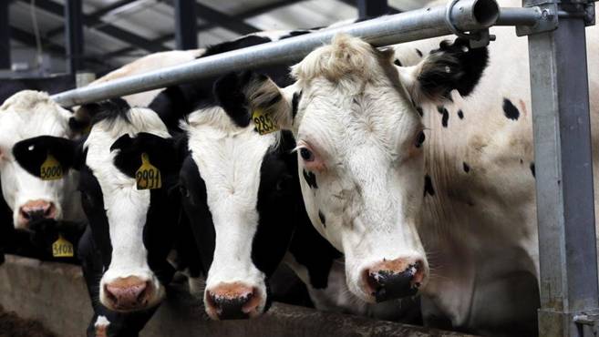 el-acuerdo-de-la-leche-una-bomba-de-relojeria-a-punto-de-estallar.jpg