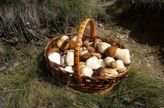 setas-teruel.jpg