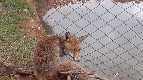 zorro-atrapado-finca-vallada-Toledo_EDIIMA20150312_0798_4.jpg