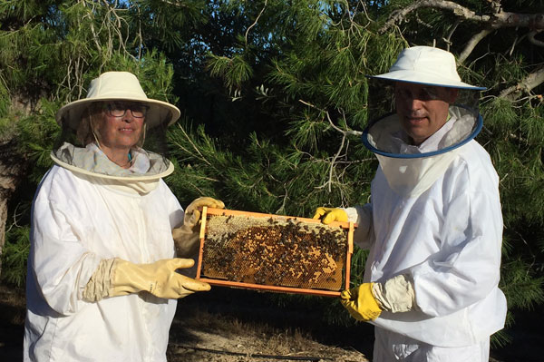 0_abejas2.jpg