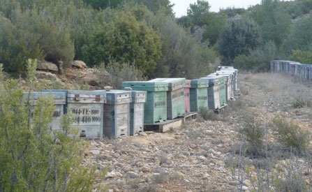 colmena-abejas-miel-artesan.jpg